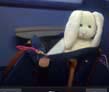 Travel Bunny