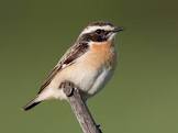 whinchat