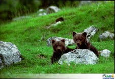 Bears