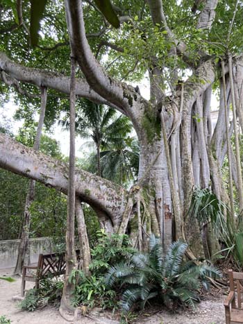 Banyan Tree Vizcaya