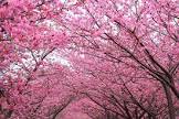 Blossom