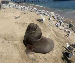 Sealion