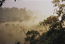 junglemist