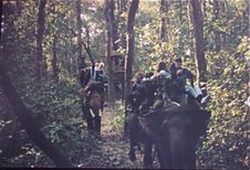 chitwanelephant
