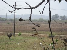 Cow