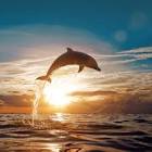 Dolphin Leap