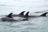 Dolphins