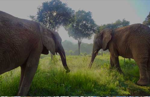Elephants