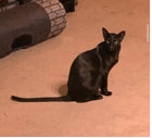 Mean Cat 1