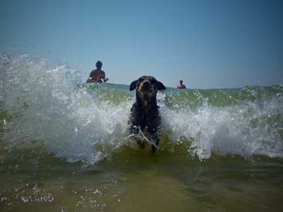 Goa Dog