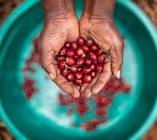 Rwanda Coffee Beans