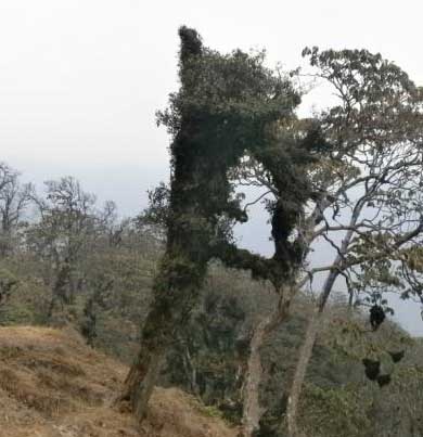 Himalaya Trees