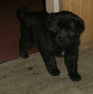 Puppy