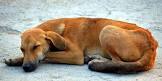 Thai Dog