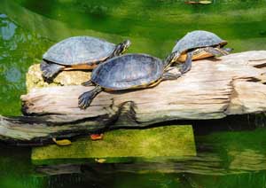 Miami Turtles
