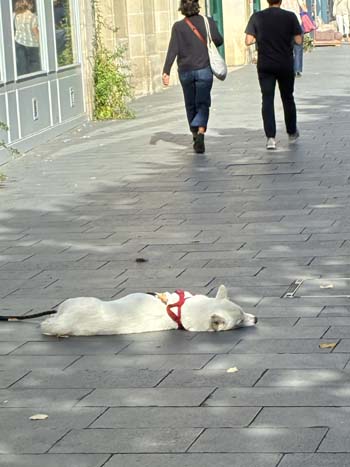 Bordeaux Dog