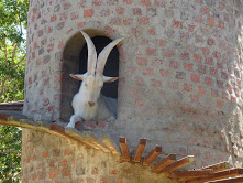 ZA Goat