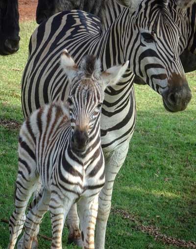 Zebras