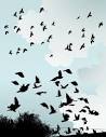birds awakened