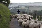Basquesheep