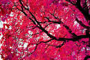 Blossom