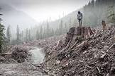 Clearcutting
