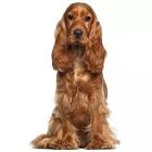 Spaniel