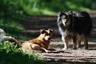 Dogs