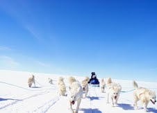 dogsled