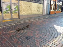 Ducklings