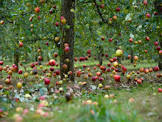 Falling Apples