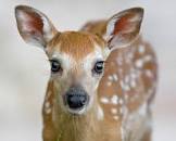 White tail fawn