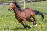 horse on move