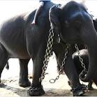 In Chains in India