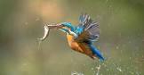 kingfisher