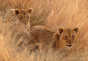 Lions Cubs