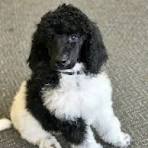 Poodle