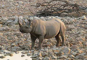 Black Rhino