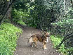 wild dogs