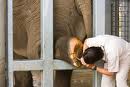 elephants